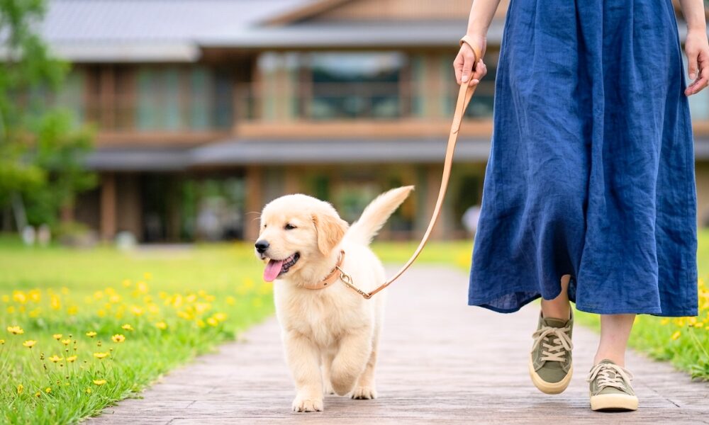 黄色の可愛らしい花が咲いている木の道を女性と一緒に歩く子犬が楽しそう