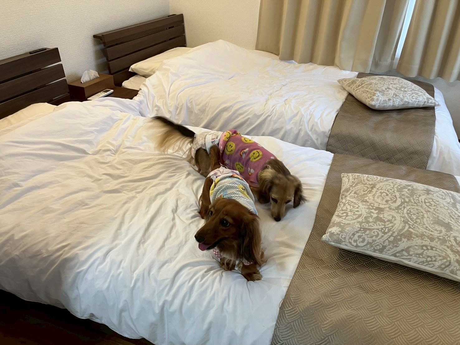 和室二間＋ベッドルーム　最大6名　愛犬と添い寝OK！