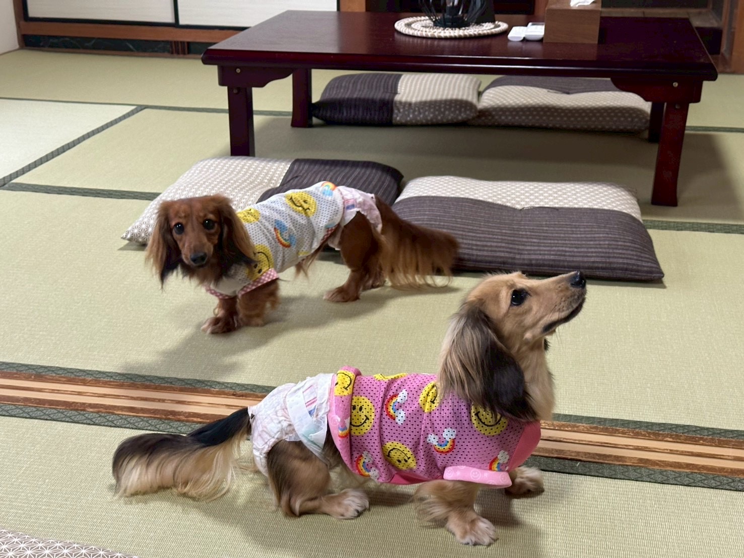 愛犬と添い寝ができる古民家一棟貸しの宿　最大6名まで宿泊可！