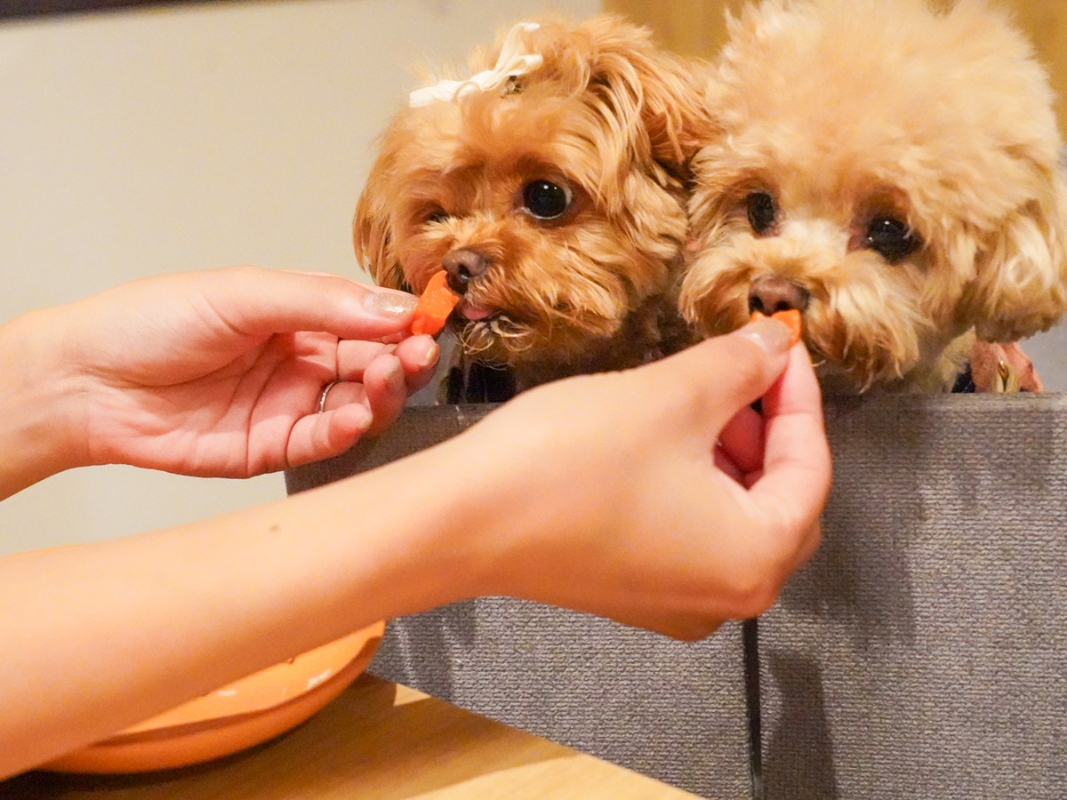 ゆるり箱根withDOGS