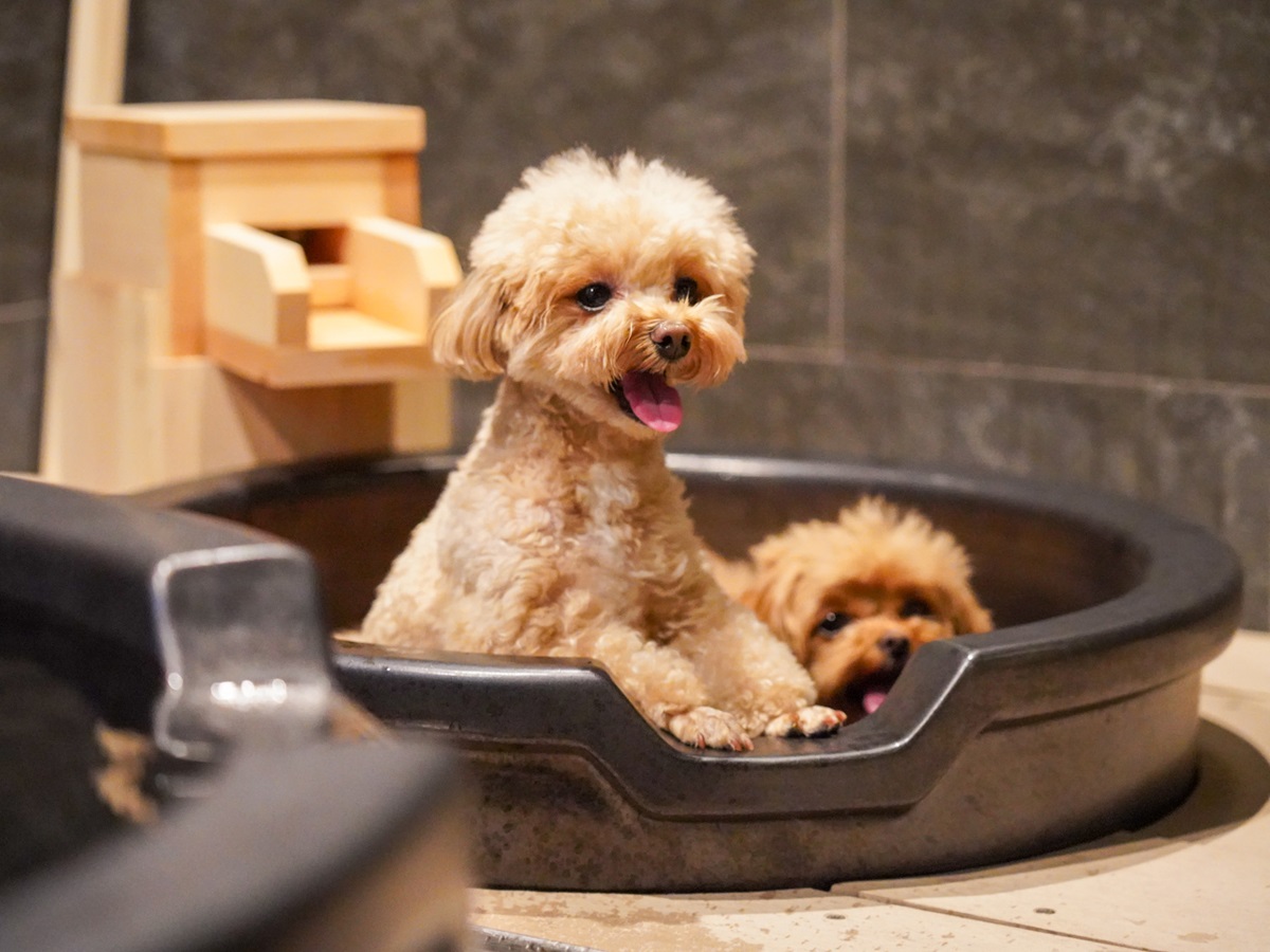 ゆるり箱根withDOGS
