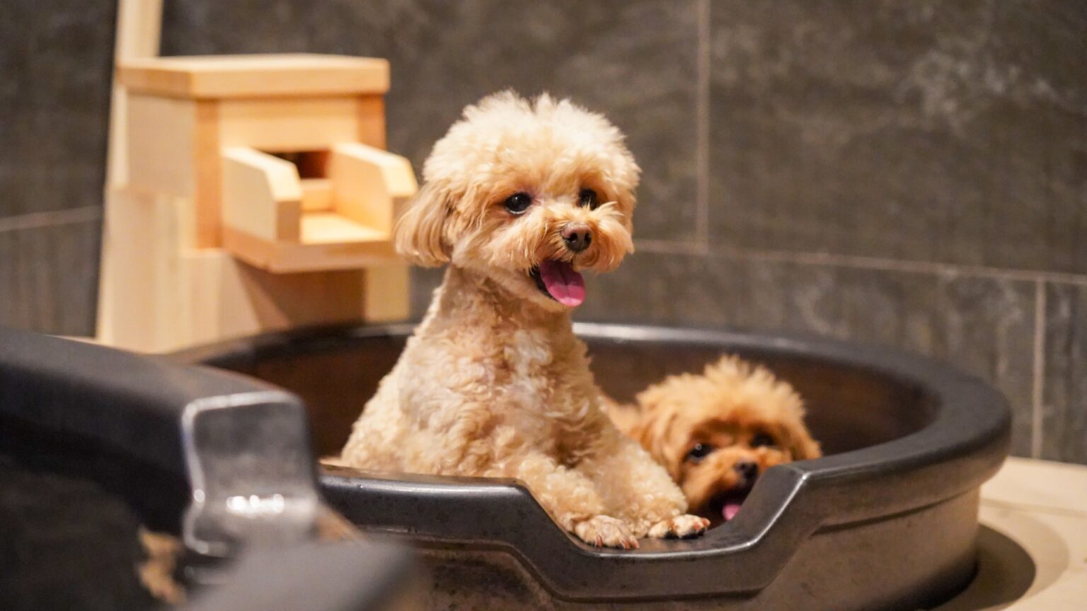 ゆるり箱根withDOGS
